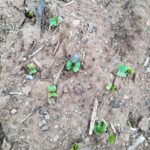 Tornem a conrear l’hort | Institut Antoni Ballester